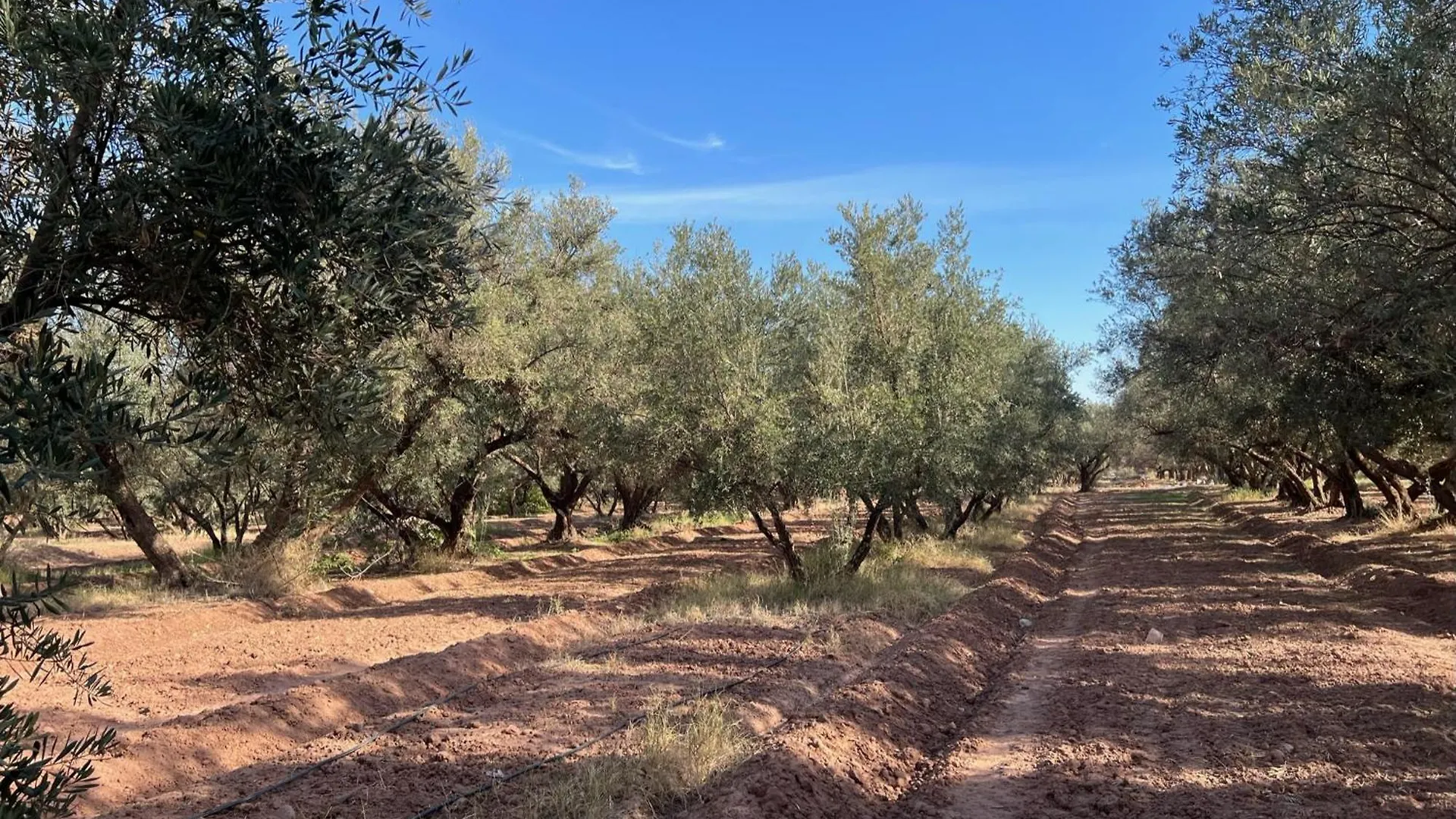 ****  מרקש Hotel L'Oliveraie Jnane Zitoune מרוקו