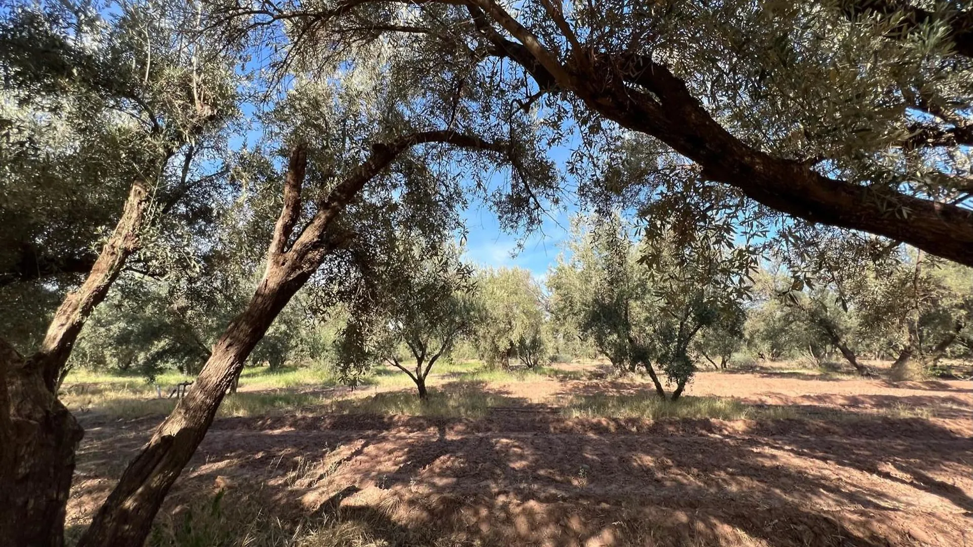 מרקש Hotel L'Oliveraie Jnane Zitoune